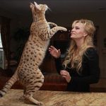 Savannah Cat Playing