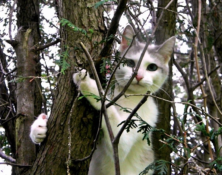 How to Get Your Cat Down Out of a Tree Kittens Whiskers