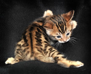 The Bengal Cat | Kittens Whiskers