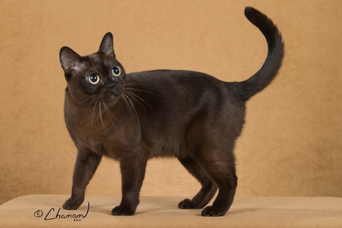 sable cat breed