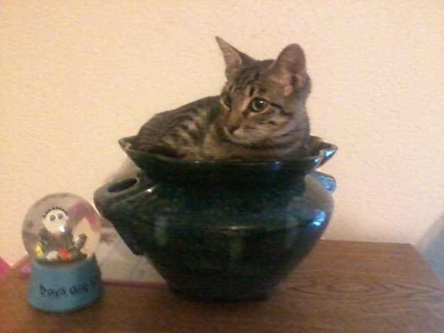 Indoor Cat in planter