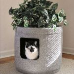 Kitty Under Plantbox