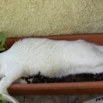 Tabby in Window Box