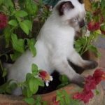Siamese Flower Cat