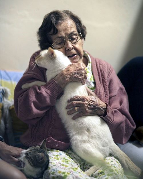 The Companion Cat Seniors for Seniors Kittens Whiskers