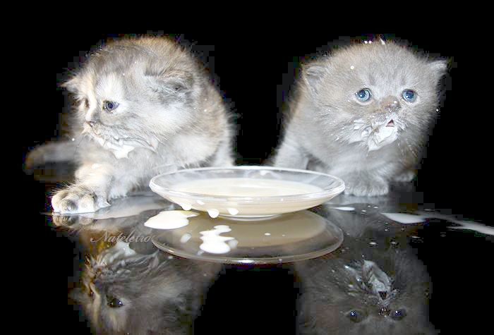 Kittens That Need Their Faces Washed | Kittens Whiskers