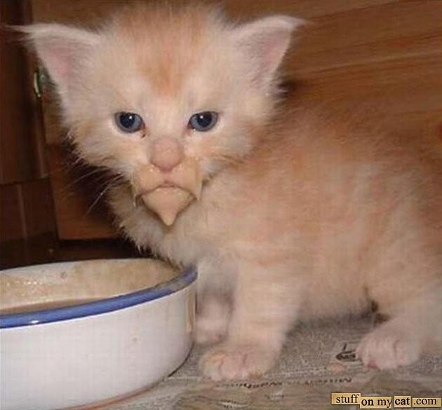 Kittens That Need Their Faces Washed Kittens Whiskers