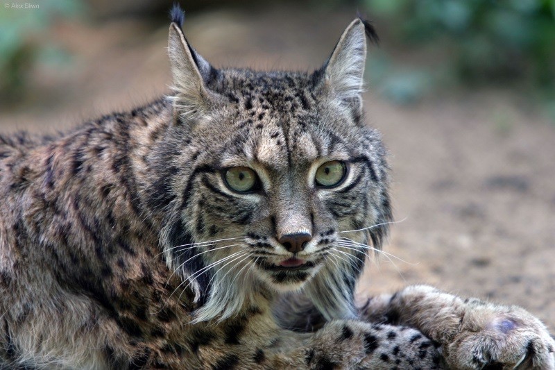 The Iberian Lynx