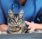 Cat Visiting the Vet