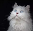 White Persian Cat