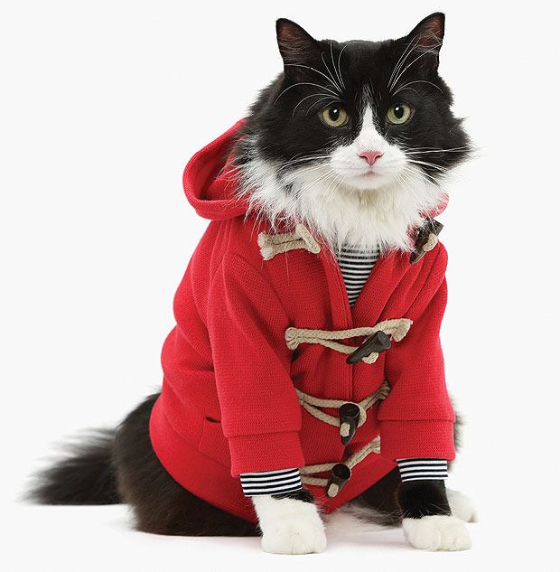 The New Fall Line of Cat Clothes Kittens Whiskers